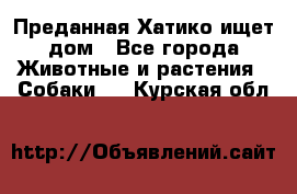 Преданная Хатико ищет дом - Все города Животные и растения » Собаки   . Курская обл.